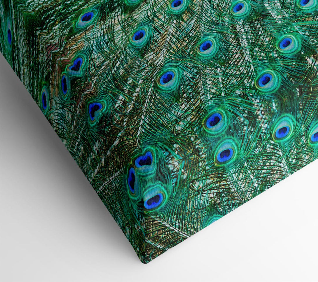  A Canvas Print of Peacock Feather Glory Canvas Art