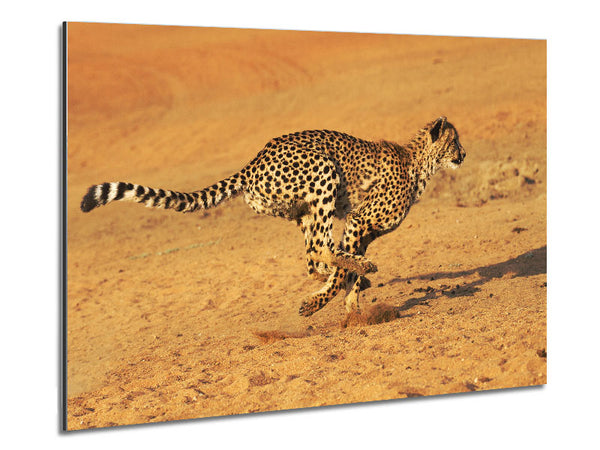 Cheetah Chase Metal Print