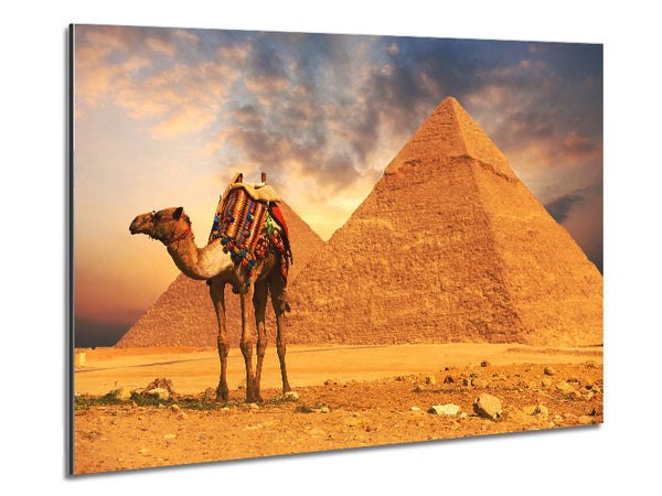 Camel Pyramids Metal Print
