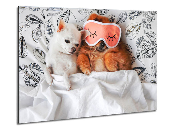Chihuahua Bedtime Dog Love Metal Print