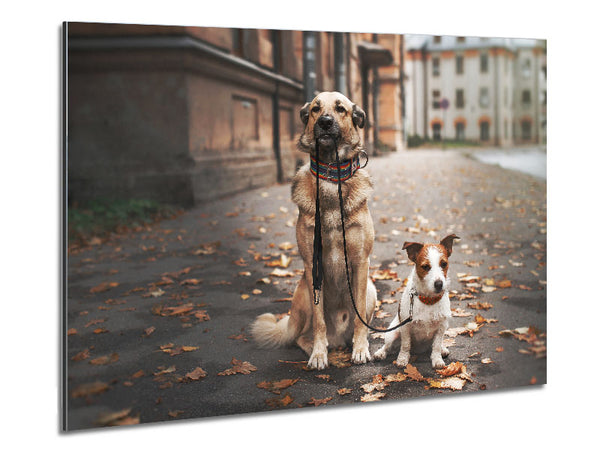Dog Walking Dog Metal Print