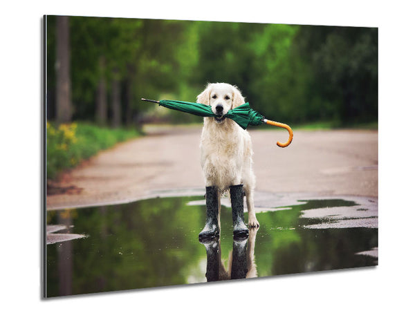Dog Ready For A Walk In The Rain Metal Print