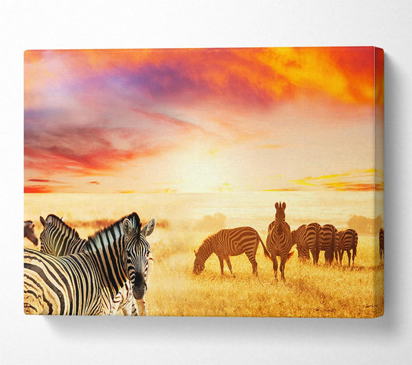  A Canvas Print of Zebra Sunset Safari Canvas Print