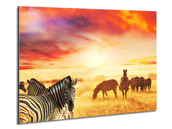 Zebra Sunset Safari Metal Print
