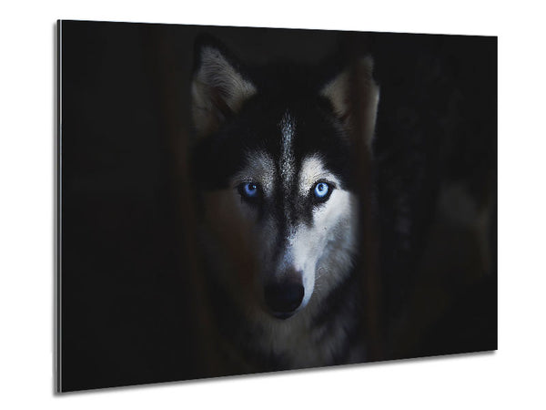Husky Dog Wolf Face Metal Print