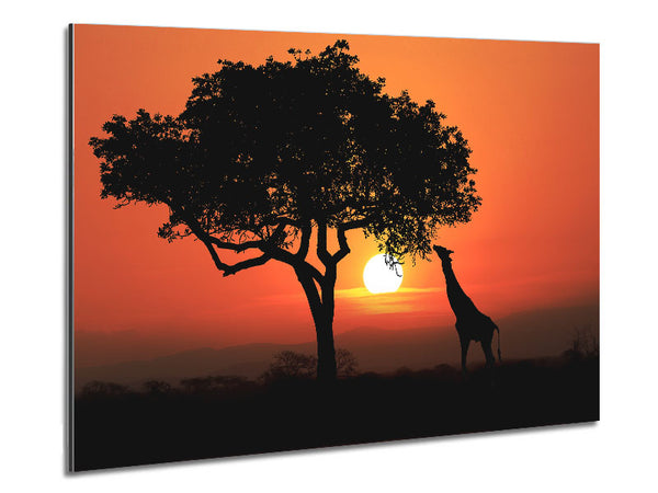 Giraffe Safari Sunset Metal Print