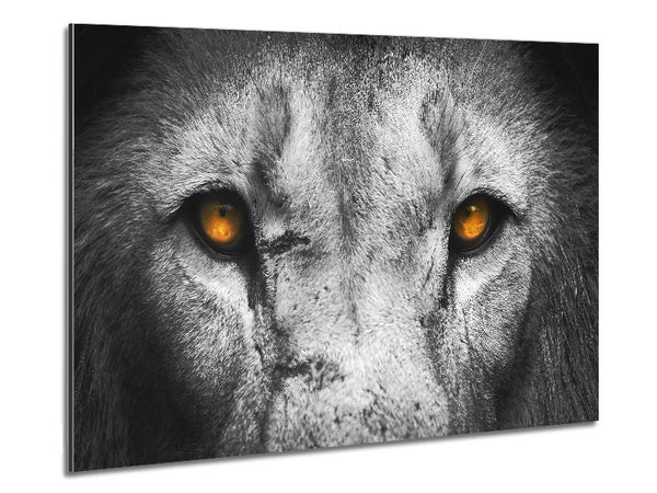 Lion Eyes Metal Print