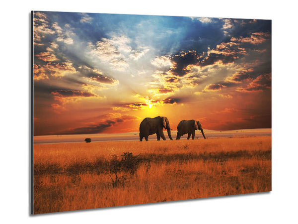 Elephant duo sunset Metal Print