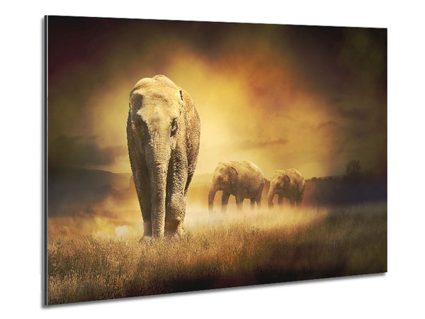 Stunning Elephant Pride Metal Print