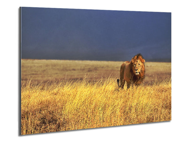 Lion Roam Metal Print