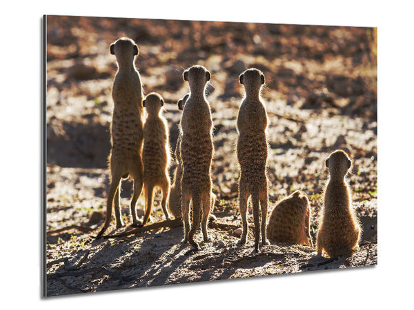 Meerkat Alert Metal Print