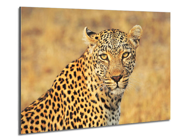 Stunning Leopard Metal Print