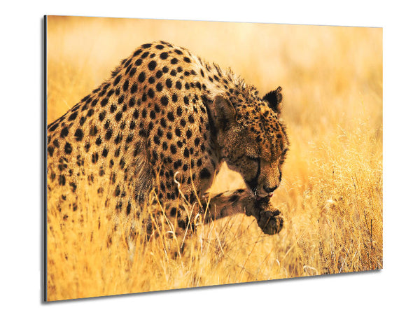 Cheetah Wash Metal Print