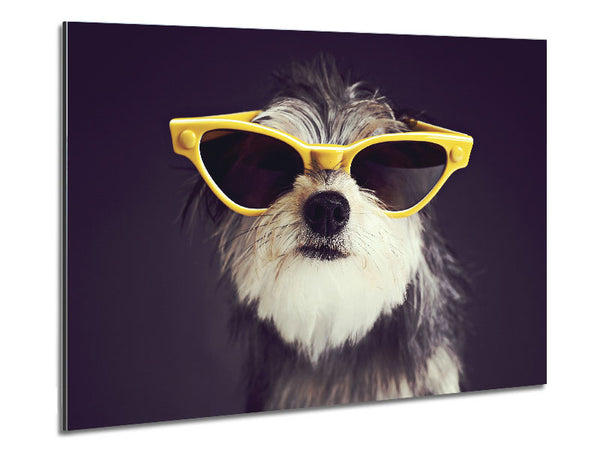 Sunglasses Dog Pooch Metal Print