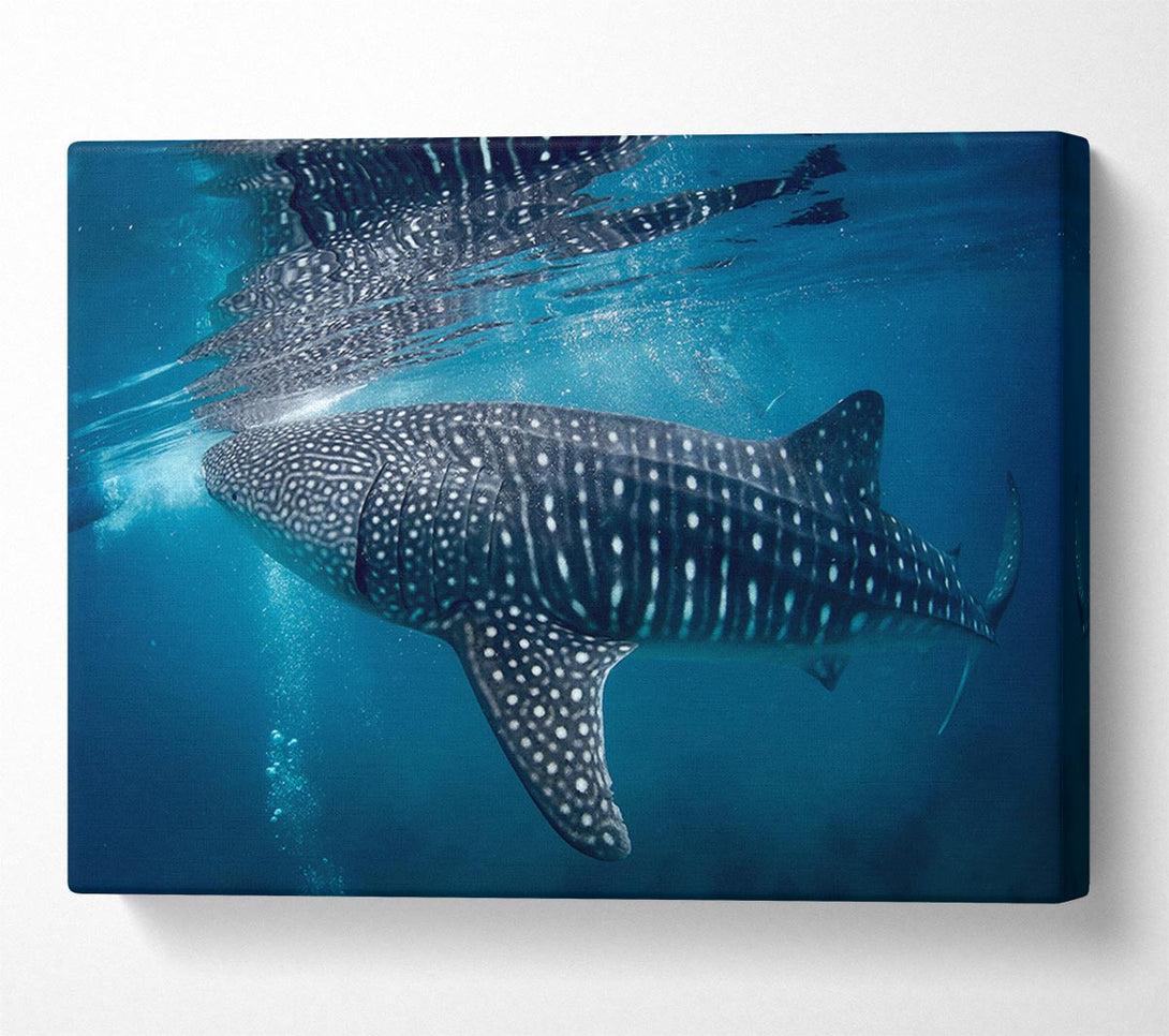  A Canvas Print of Spotted Whale Shark Canvas Print
