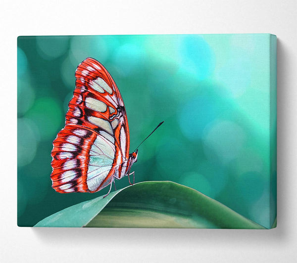  A Canvas Print of Butterfly Wings 1 Canvas Wall Art