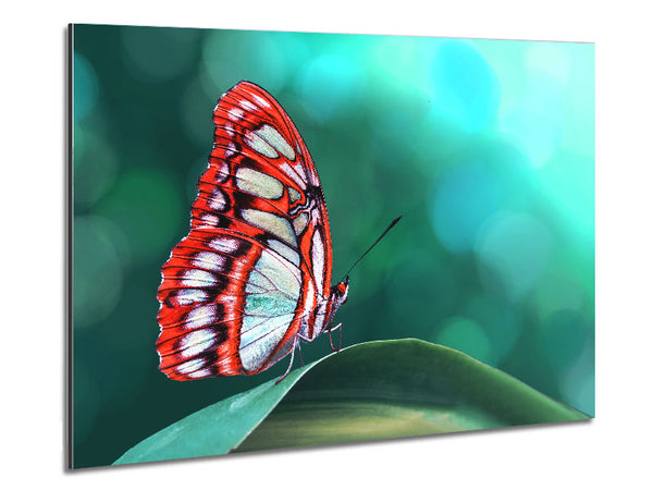 Butterfly Wings 1 Metal Print
