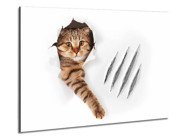 Cat Claws Metal Print