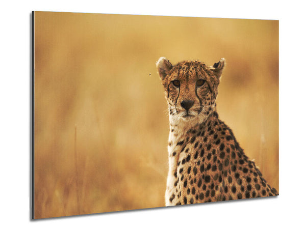 Cheetah Beauty Metal Print