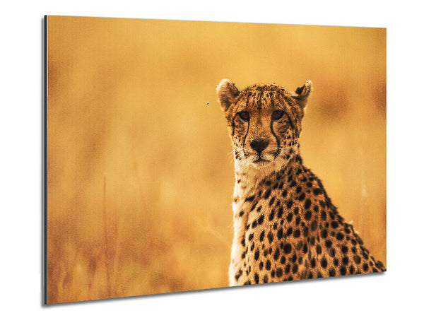 Proud Cheetah Metal Print