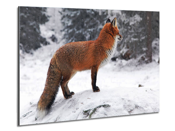 Winter Snow Fox Metal Print