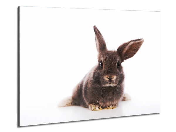 Curiosity Bunny Metal Print