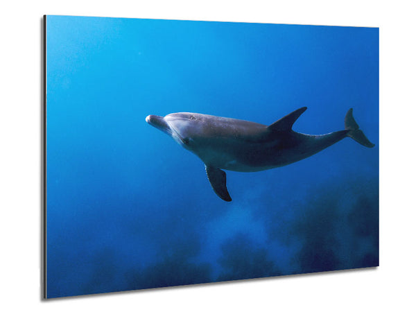 Dolphin Blues Metal Print