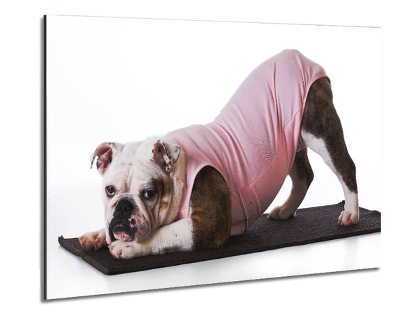 British Bulldog Yoga Stretch Metal Print