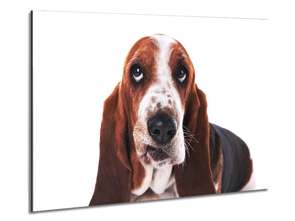 Basset Hound Look Metal Print