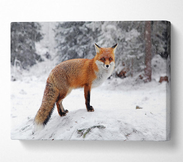  A Canvas Print of Snow Fox Canvas Art