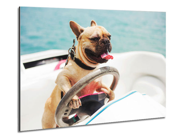 Speed boat French bulldog Metal Print