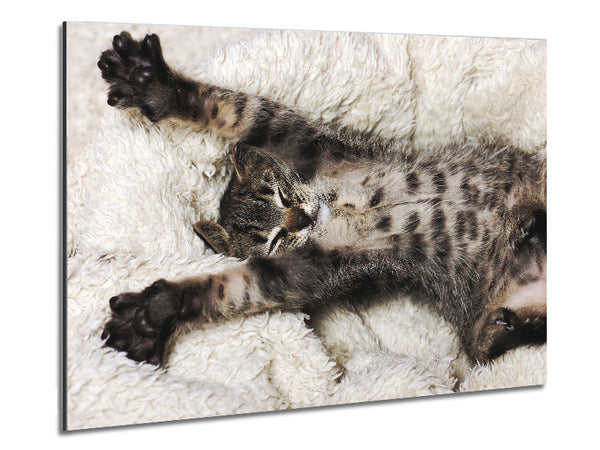 Cat Nap Metal Print