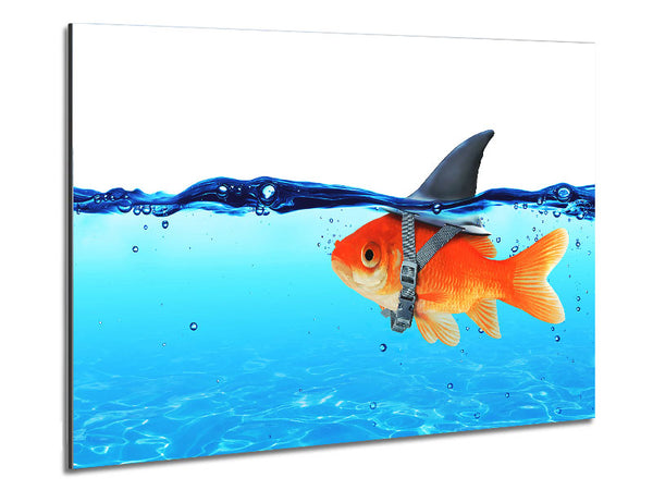 Goldfish Shark Metal Print
