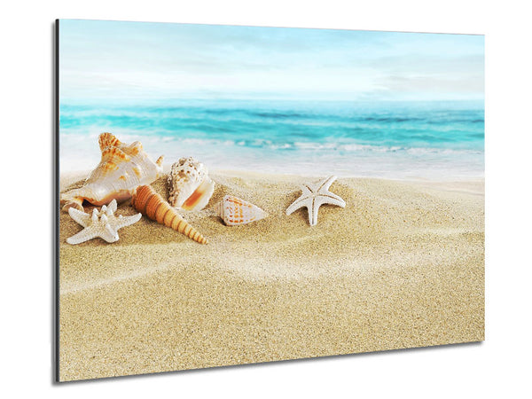 Beautiful Ocean Shells Metal Print