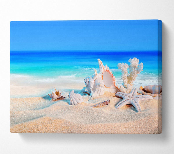  A Canvas Print of Perfect Ocean Shells Canvas Print