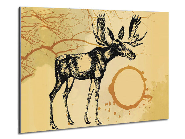 Moose In The Golden SunA Metal Print