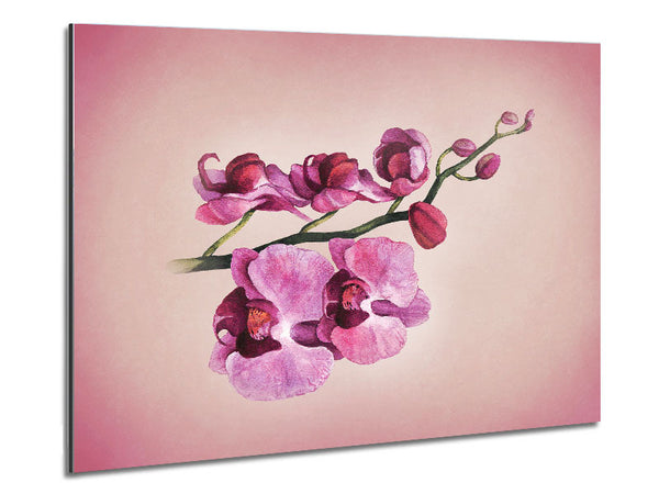 Pink Orchid Metal Print
