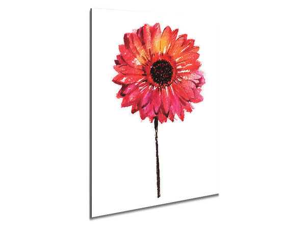 Gerbera pinks Metal Print