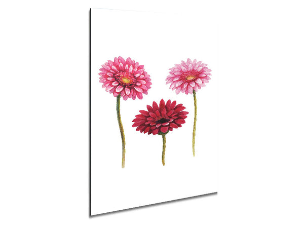 Pink Aster Metal Print