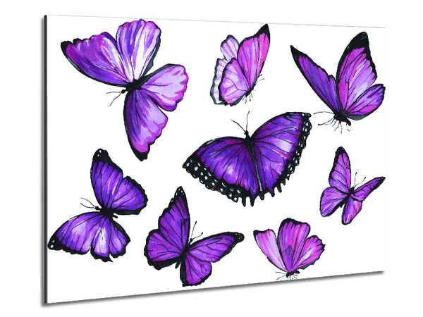 Purple Butterfly Frenzy Metal Print