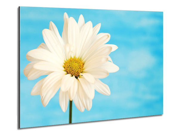 Daisy Skies Metal Print