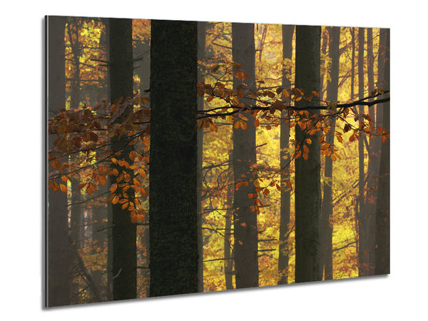 Golden Light Through The Trees Metal Print