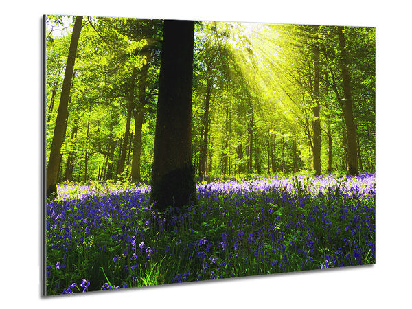 Bluebell Sun Blaze Metal Print