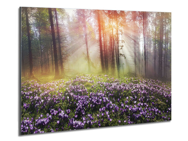 Sun Through The Bluebell Woodland Metal Print