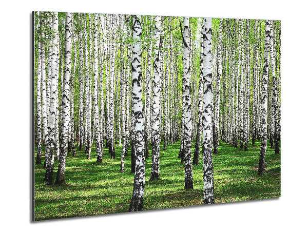 Silver Birch Beauty Metal Print