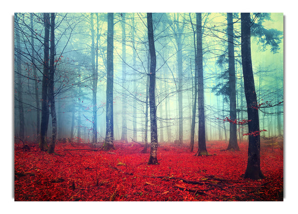 Mist In The Red Forest
