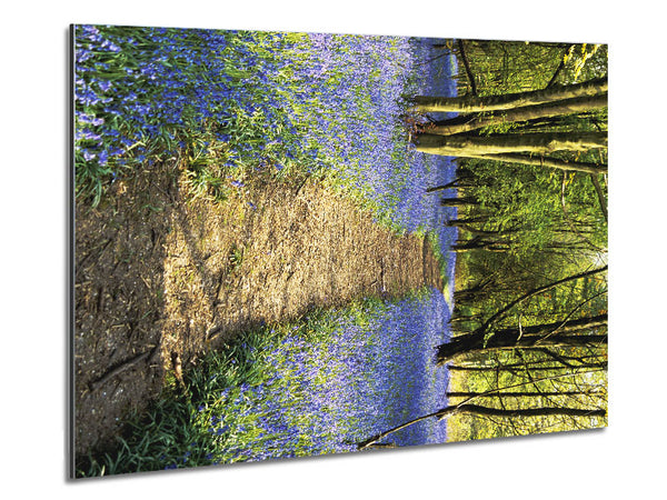 Bluebell Path Metal Print