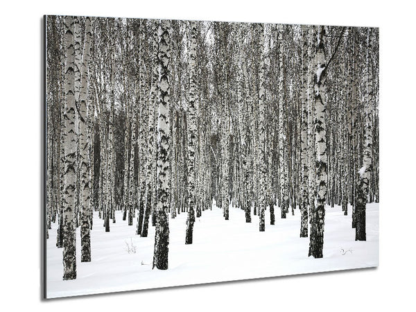 Silver Birch Trees In The Snow Metal Print