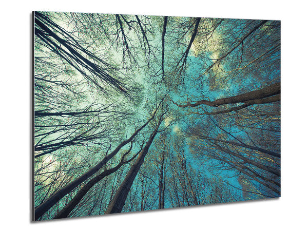 Sky Of Trees Metal Print