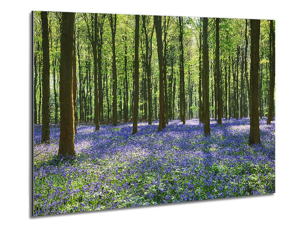 Mystical Bluebell Woodland Metal Print